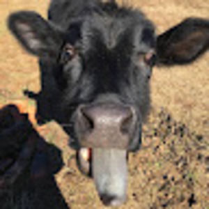 Meet your Posher, Ben